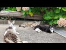 【猫島】猫の集会に行った結果→暑すぎて誰も起きない件ｗｗｗ
