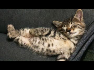 ウチューネコ、もっとも輝いていた日々