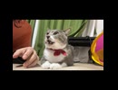 お姫様猫の高貴なフレーメン反応