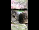 【うさぎ 13歳･5歳】まとめなで→ぺろぺろ