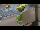 メイちゃん元気です。