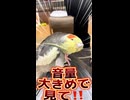 【閲覧注意】可愛すぎて悶絶…！自分でカキカキして「きゅきゅ」鳴くオカメインコが天使すぎる件ｗｗ