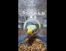 【密着】食い意地が張ったオカメインコたち、出口で揉めるｗｗ まさかの展開に腹筋崩壊！