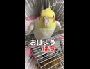 【密着】ケージから出そうで出ない…！？ツンデレすぎるハチヲの朝の挨拶がじわじわくるｗｗ