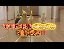 【密着24時】突然の環境変化にオカメインコ隊がパニック！一体何が！？ｗｗ