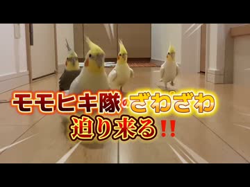 【密着24時】突然の環境変化にオカメインコ隊がパニック！一体何が！？ｗｗ