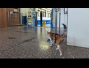 【台湾 猫村】駅員三毛猫ちゃん、お待ちかねのご飯タイム！