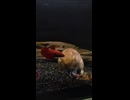 Hamster in the water agin and why ?
