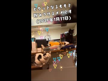 (再うp)ビクッとなるモモと睨みつけるメメです(2025年1月31日)