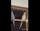 はじめて？のハエさん？