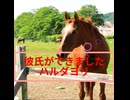ハルダヨリ日記10
