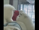 ホモと見る鶏みたいな鳴き声で喧嘩する犬