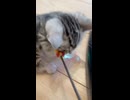 子猫とおもちゃで遊ぶ