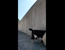 【猫島】駆け寄ってきたけどやっぱ逃げる猫