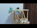 漢字の八みたい　インコといんこのおもちゃ　2026 7 20
