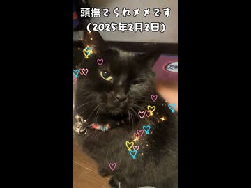 (再うp)頭なでなでメメです(2025年2月2日)