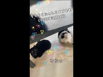 (再うp)ちらちらにゃんこメメモモです(2025年2月4日)