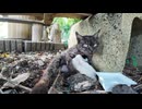 島に行くといつも桟橋までお出迎えに来てくれる黒マーブル猫ちゃん、赤ちゃんが産まれました
