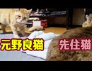 今日も先住猫に近づく【元野良猫】