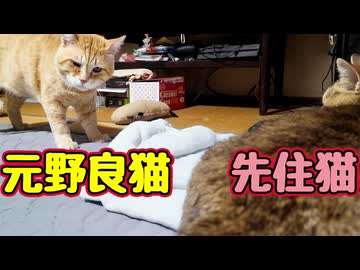 今日も先住猫に近づく【元野良猫】
