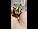 飼い主の心配をよそに…？おやつにしか興味がないフクロモモンガがこちらです #おつモモンガ  #shorts
