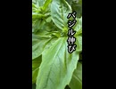 【俳句】バジル伸び