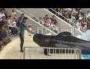 飼育記録を更新中　コビレゴンドウクジラ｢ユキ｣　20日と飼育9000日目となる21日のショーは｢ユキ｣が主役　マリンワールド海の中道
