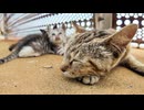 【癒し】防波堤で暮らす猫の家族が尊すぎて時間が止まった