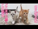 新たな小さな家族たち、さっそくなじみ出す
