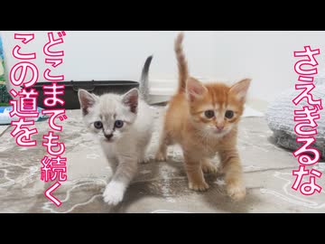新たな小さな家族たち、さっそくなじみ出す