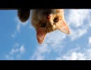 【重音テト】太陽がいっぱい【UTAUオリジナル】