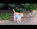 防波堤の下で寝ていた猫ちゃんと海辺を歩いたら癒されすぎた