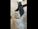 後ろ姿がかわいいマンチカンチビズ