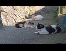少し離れた場所でご飯を待っているニャンズ