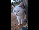 海辺の公園ベンチで出会った猫ちゃん、座って撫でたら即ゴロゴロ…可愛すぎた