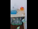 インコとジュウシマツの毛繕いコンビ　2026 7 21