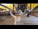 【台湾 猫村】駅の陸橋は猫たちの秘密の集合場所でした！