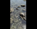 海が綺麗だったので
