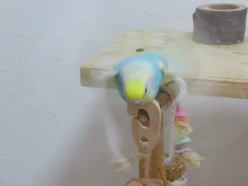 羽をバタバタさせるインコ 歩いたり 毛繕い キンカチョウも映る2026 7 21