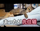 【元野良猫】いない間にクーラー独占