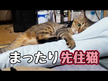 【元野良猫】いない間にクーラー独占