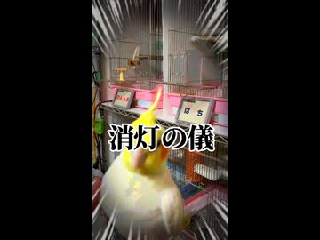 消灯の儀なのに…オカメインコたちが夜の反逆を始めた件www