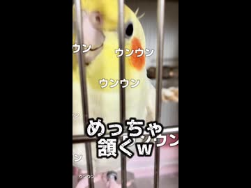 朝の挨拶から始まる不穏な空気…起きる気ゼロのインコと起こしたい人間の攻防戦