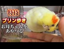 お母ちゃんを手玉に取るオカメインコのんたま、恐ろしい子…！