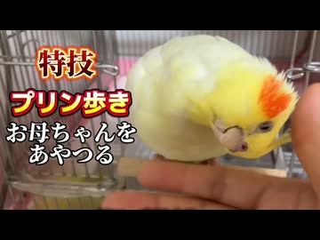 お母ちゃんを手玉に取るオカメインコのんたま、恐ろしい子…！