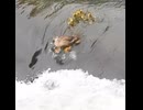 増水した川を流れ下るカルガモ親子