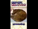 「いかなごのうた」が似合うキジトラ猫