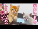 春の半ば、我が家にともった小さな灯