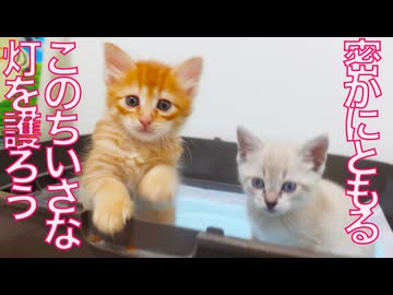 春の半ば、我が家にともった小さな灯