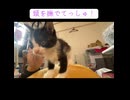 上から目線で甘える子猫